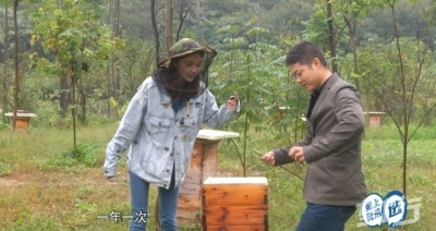 真正的土蜂蜜原来长这样！南漳县土法养蜂酿蜜，不仅好吃还养颜哦！ 
