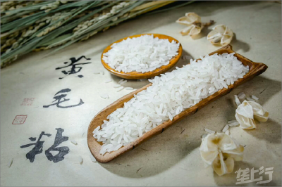 1月16日水稻终端收购价格