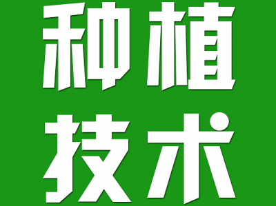 花椰菜出现空心、毛花、紫花等异常现象的原因及防治对策