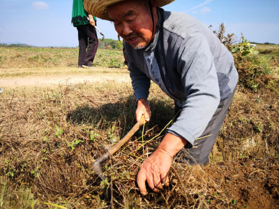 【种植技术】红薯想高产，控旺、施肥及浇水一个都不能少！