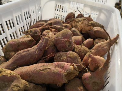 【植保】红薯种植怎么管理才能质量佳？关键做好这6点！