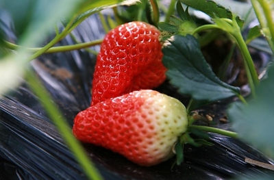 【草莓】保护地草莓优质高产栽培技术要点