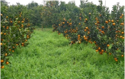 【柑橘】柑橘园病害多发是什么原因？
