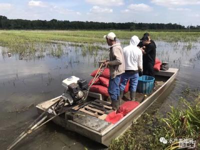 小龙虾寻根之旅：这里聚餐小龙虾按“船”吃，羡慕吗？