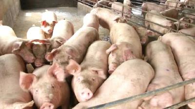 新规！发了非洲猪瘟还会被追究法律责任，养殖户千万别干这9种事！
