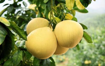 【柚子】如何才能种出又大又好吃的柚子？这几点管理措施不可不知！ 