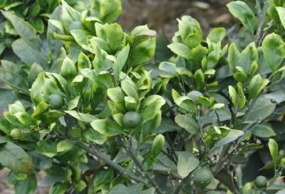 【警惕】果面出现大小不一斑点，有可能是这种元素中毒了 