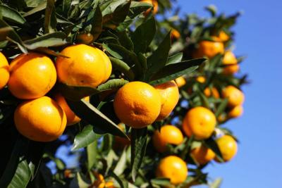 【柑橘品种】专家点评：介绍5个品种，看看哪个适合你