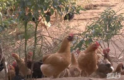 2019年养鸡户处境分析：养蛋鸡和养肉鸡哪个挣钱？