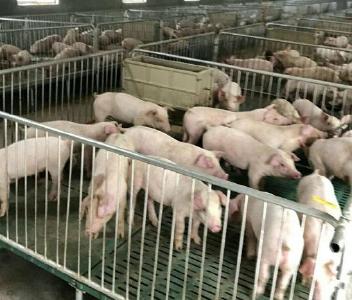 农业农村部：猪场如何建立防线在疫情逆境求生?