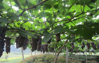 【葡萄】确保葡萄苗木定植后成活率高，关键注意6点