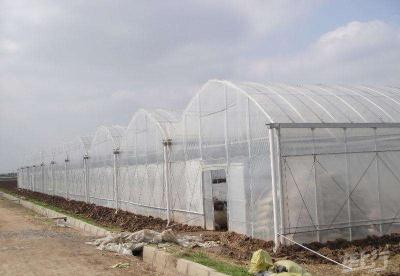 【植保】大棚越冬蔬菜设施保暖状况改善措施及冻后管理