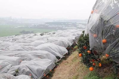 【柑橘】冬季柑橘留树保鲜防冻盖膜的时间及方法要点