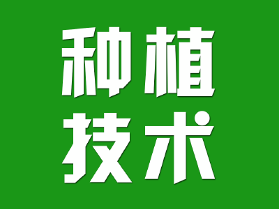 低温雾霾天气下，大棚蔬菜咋管理？这三项措施你做好了吗