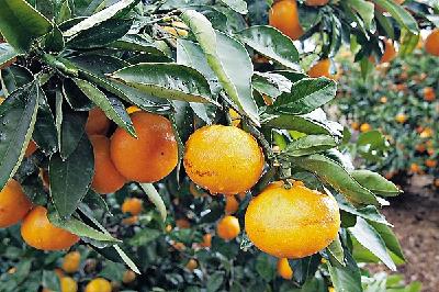 【技巧】柑橘人注意！菌肥想要达到最好效果，要这样使用