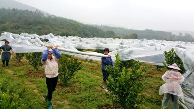 【技巧】果园越冬，照这七点进行防冻，来年产量会翻倍！