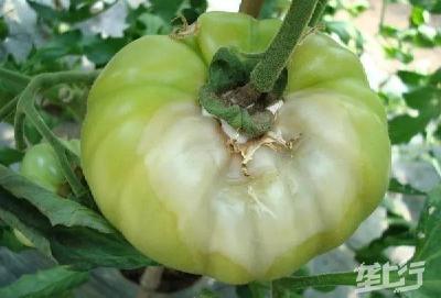 【植保】多种多样的西红柿烂果 分清病因对照防治！