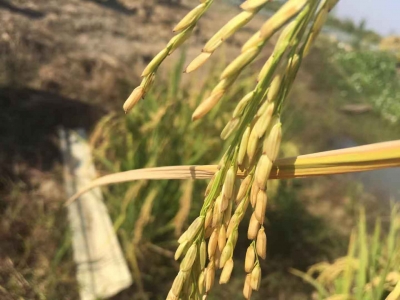 收粮骗局现乡村 农民小心别上当