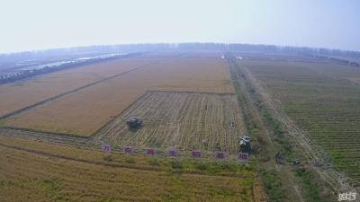 种植超300万亩亩均增效1000元——湖北再生稻长成绿色大产业