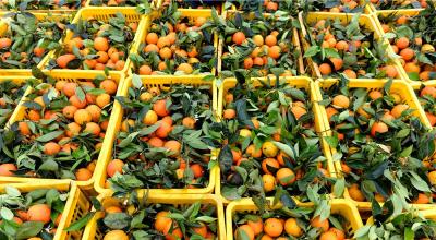 【注意】你的柑橘若没有这个通行证，可能就难进市场销售