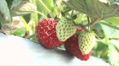 什么高招一斤草莓卖50元？中药材香薰杀虫，30亩草莓赚20万
