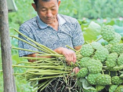 藕鳅共生增效 荆门屈家岭万亩莲藕敲开致富门