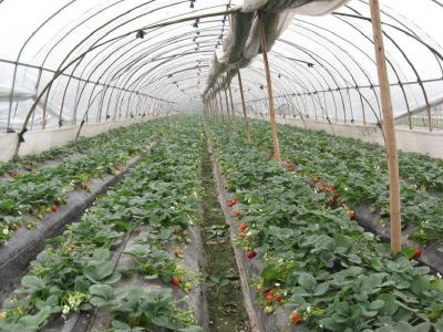 【草莓】水分对草莓生长发育有何影响？大棚草莓的需水特点有哪些？ 