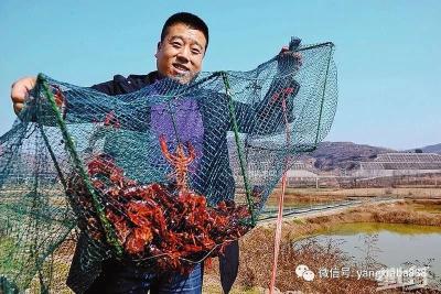 厉害！妙法养殖小龙虾，1亩水塘的年产值可过万！