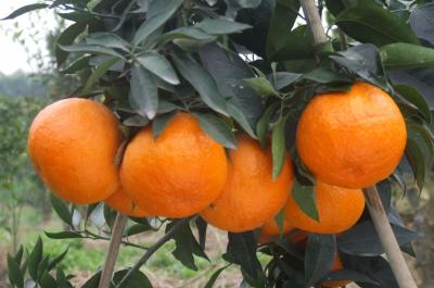 【柑橘】幼年树开花是什么原因？需要及时采取补救措施 