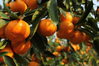 【柑橘】黄化的三个方面和十八大原因，你要清楚