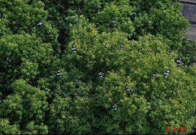 超27万棵樟树引金丝椋鸟留汉，专家：树木多样化吸引鸟类过冬