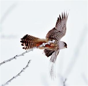 大九湖发现国家二级保护鸟类白尾鹞
