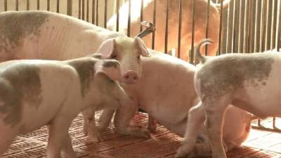重磅！农业农村部生猪及生猪产品调运最新规定
