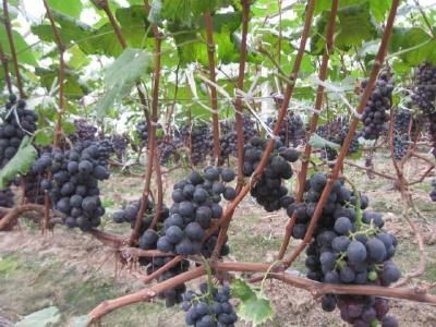 【夏黑葡萄】早熟优质，抗病，丰产！标准化栽培管理技术