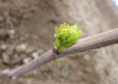 【葡萄】葡萄休眠期、萌芽开花期，冻害发生怎么办 