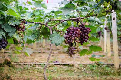 【葡萄】低于这温度影响坐果，大棚葡萄各时期所需温度你了解吗