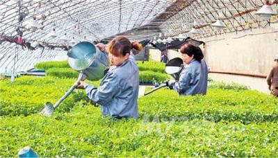 湖北省这4人入围全国百名杰出新型职业农民