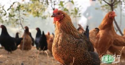春节临近，看好鸡肉价格继续上涨！