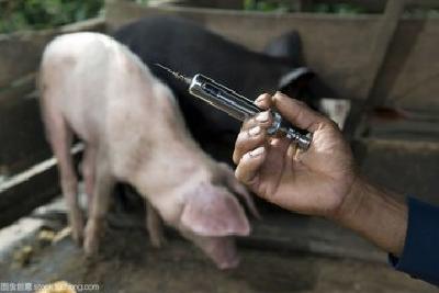 严厉打击兽药违法行为——农业农村部发布第97号公告