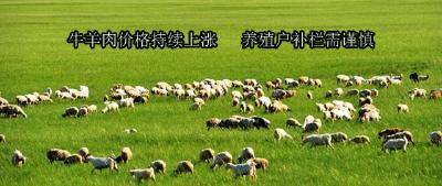 牛羊肉价格持续上涨　 养殖户补栏需谨慎
