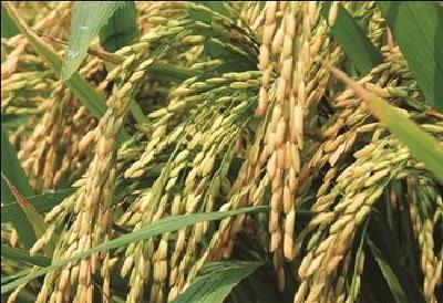 中国科学家成功克隆出杂交稻种子 有望给农业生产带来新的革命