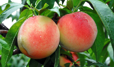 【桃子】水蜜桃的种植要求和注意事项