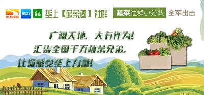 【今日菜价】1月10日湖北省应季蔬菜产地价格与市场价格行情