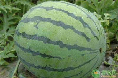 【西瓜】无籽西瓜品种有哪些？无籽西瓜优质丰产栽培技术