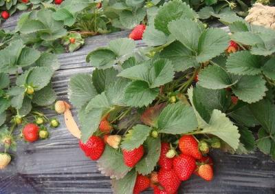 【草莓】露地草莓的冬季管理技术要点