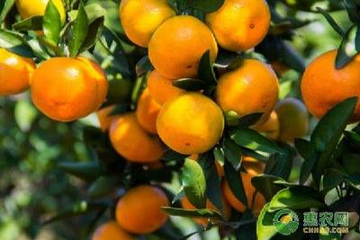 【柑橘】柑橘临时性防冻措施及冻后施肥技术