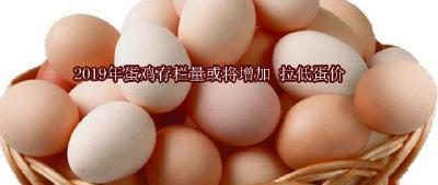 2019年蛋鸡存栏量或将增加 拉低蛋价