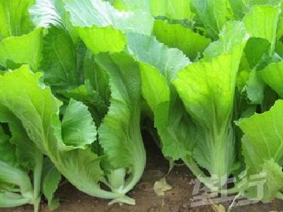 【今日菜价】1月30日湖北省应季蔬菜产地价格行情