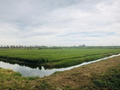 湖北省加快打造虾稻、稻渔“金牌产业”——三年内发展至七百万亩