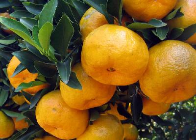 【柑橘】柑橘树施肥修剪、保花保果、防治病虫等管护要点
